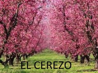 EL CEREZO 