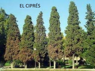 EL CIPRÉS 