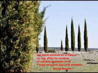 Del ciprés enhiesto en la llanura los días afilan las sombras. La soledad, agachada, lo ve. Y huye sin querer que se lo nombren. Hector Rosales 