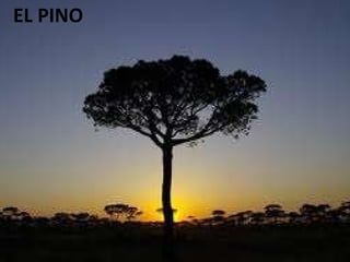 EL PINO 