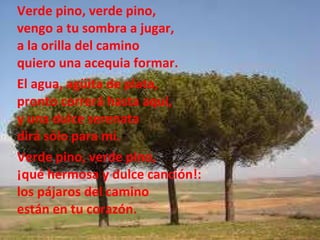 Verde pino, verde pino, vengo a tu sombra a jugar, a la orilla del camino quiero una acequia formar. El agua, agüita de plata, pronto correrá hasta aquí, y una dulce serenata dirá sólo para mí. Verde pino, verde pino,  ¡qué hermosa y dulce canción!: los pájaros del camino están en tu corazón. 
