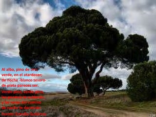 Al alba, pino de oro; verde, en el atardecer; de noche -blanco tesoro- de plata pareces ser. Verde pino, verde pino, los gnomos te cuidarán, y las ranas del camino de noche te dormirán Fermín Estrella Gutiérrez 