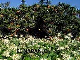 EL NARANJO 