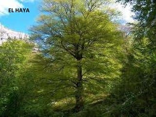 EL HAYA 