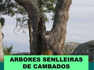 ARBORES SENLLEIRAS DE CAMBADOS 