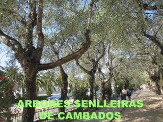 ARBORES SENLLEIRAS
DE CAMBADOS
 