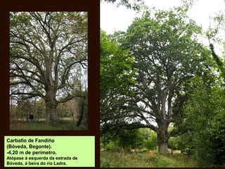 Carballo de Fandiño
(Bóveda, Begonte).
-4,20 m de perímetro.
Atópase á esquerda da estrada de
Bóveda, á beira do río Ladra.
 