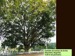 Carballo do Campo de Arriba
(Saavedra, Begonte)
-4,50 m de perímetro.
 