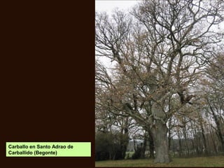 Carballo en Santo Adrao de
Carballido (Begonte)
 