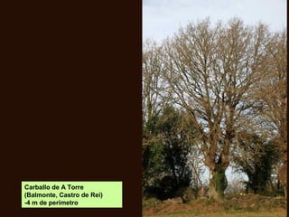 Carballo de A Torre
(Balmonte, Castro de Rei)
-4 m de perímetro
 