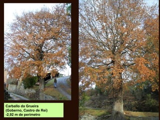 Carballo da Grueira
(Goberno, Castro de Rei)
-2,92 m de perímetro
 