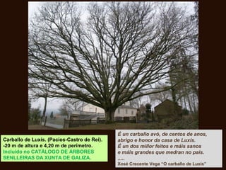 Carballo de Luxís. (Pacios-Castro de Rei).
-20 m de altura e 4,20 m de perímetro.
Incluído no CATÁLOGO DE ÁRBORES
SENLLEIRAS DA XUNTA DE GALIZA.
É un carballo avó, de centos de anos,
abrigo e honor da casa de Luxís.
É un dos millor feitos e máis sanos
e máis grandes que medran no país.
.....
Xosé Crecente Vega “O carballo de Luxís”
 