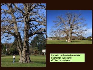 Carballo do Prado Grande do
Cacharrón (Cospeito)
-5,70 m de perímetro.
 