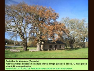 Carballos de Muimenta (Cospeito)
-Catro carballos situados no campo entre a antiga igrexa e a escola. O máis groso
mide 4,44 m de perímetro.
Incluídos no CATÁLOGO DE ÁRBORES SENLLEIRAS DA XUNTA DE GALIZA.
 