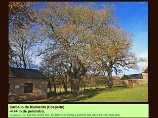 Carballo de Muimenta (Cospeito)
-4,44 m de perímetro.
Incluído no CATÁLOGO DE ÁRBORES SENLLEIRAS DA XUNTA DE GALIZA.
 
