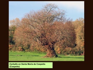 Carballo en Santa María de Cospeito
(Cospeito)
 