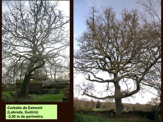 Carballo de Estremil
(Labrada, Guitiriz)
-3,50 m de perímetro.
 
