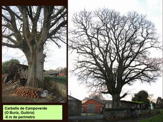 Carballo de Campoverde
(O Buriz, Guitiriz)
-6 m de perímetro
 