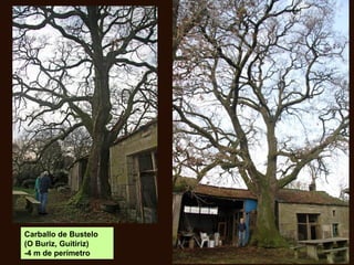Carballo de Bustelo
(O Buriz, Guitiriz)
-4 m de perímetro
 