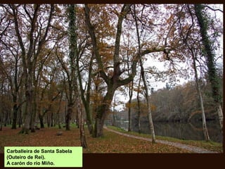 Carballeira de Santa Sabela
(Outeiro de Rei).
A carón do río Miño.
 