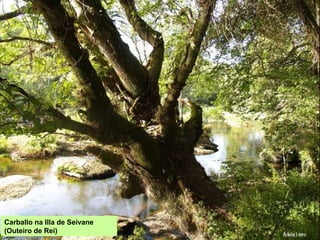 Carballo na Illa de Seivane
(Outeiro de Rei)
 