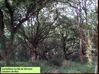 Carballeira na Illa de Seivane
(Outeiro de Rei)
 