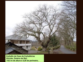 Carballo da Casa da Carballeiras
(Vicinte, Outeiro de Rei)
-18,5 m de altura e 5,20 de perímetro.
 