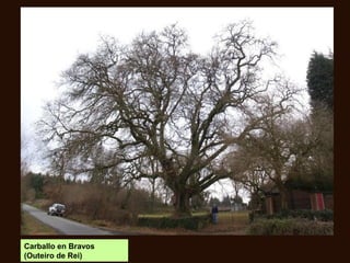 Carballo en Bravos
(Outeiro de Rei)
 