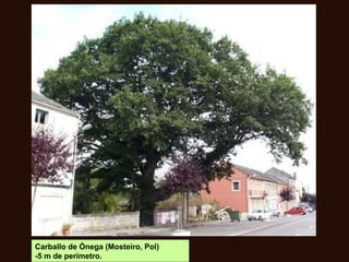 Carballo de Ónega (Mosteiro, Pol)
-5 m de perímetro.
 