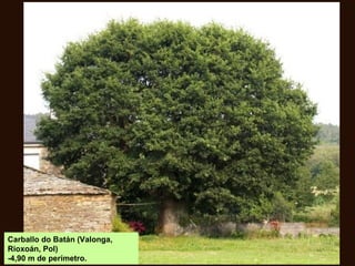Carballo do Batán (Valonga,
Rioxoán, Pol)
-4,90 m de perímetro.
 