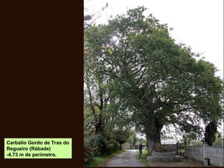 Carballo Gordo de Tras do
Regueiro (Rábade)
-4,73 m de perímetro.
 