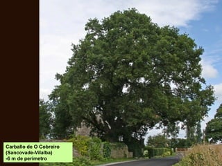 Carballo de O Cobreiro
(Sancovade-Vilalba)
-6 m de perímetro
 