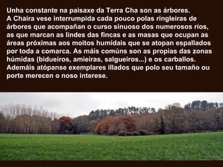 Unha constante na paisaxe da Terra Cha son as árbores.
A Chaira vese interrumpida cada pouco polas ringleiras de
árbores que acompañan o curso sinuoso dos numerosos ríos,
as que marcan as lindes das fincas e as masas que ocupan as
áreas próximas aos moitos humidais que se atopan espallados
por toda a comarca. As máis comúns son as propias das zonas
húmidas (bidueiros, amieiras, salgueiros...) e os carballos.
Ademáis atópanse exemplares illados que polo seu tamaño ou
porte merecen o noso interese.
 