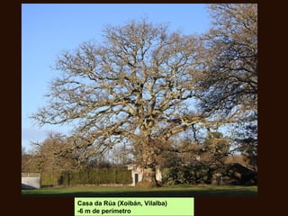 Casa da Rúa (Xoibán, Vilalba)
-6 m de perímetro
 