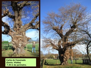 Carba de Casamado
(Goiriz, Vilalba)
-7,30 m de perímetro.
 