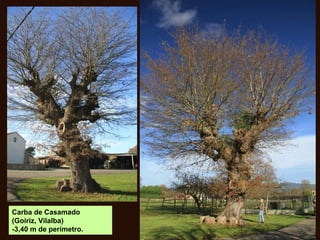 Carba de Casamado
(Goiriz, Vilalba)
-3,40 m de perímetro.
 