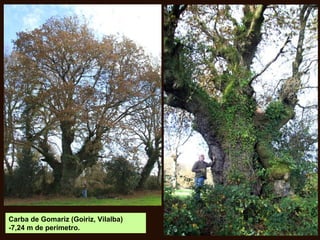 Carba de Gomariz (Goiriz, Vilalba)
-7,24 m de perímetro.
 