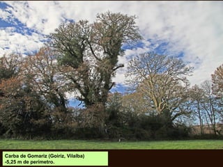 Carba de Gomariz (Goiriz, Vilalba)
-5,25 m de perímetro.
 