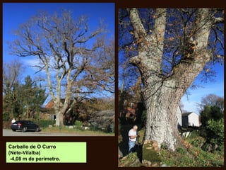 Carballo de O Curro
(Nete-Vilalba)
-4,08 m de perímetro.
 
