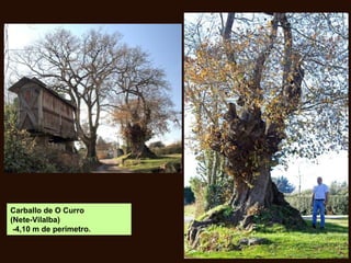Carballo de O Curro
(Nete-Vilalba)
-4,10 m de perímetro.
 