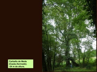 Carballo de Mede
(Cazás-Xermade).
-34 m de altura.
 