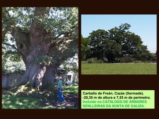 Carballo de Freán. Cazás (Xermade).
-20,30 m de altura e 7,55 m de perímetro.
Incluído no CATÁLOGO DE ÁRBORES
SENLLEIRAS DA XUNTA DE GALIZA.
 