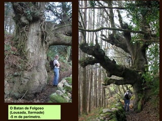 O Batan de Folgoso
(Lousada, Xermade)
-5 m de perímetro.
 