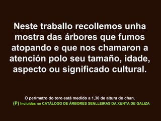 Neste traballo recollemos unha
mostra das árbores que fumos
atopando e que nos chamaron a
atención polo seu tamaño, idade,
aspecto ou significado cultural.
O perímetro do toro está medido a 1,30 de altura do chan.
(P) Incluídas no CATÁLOGO DE ÁRBORES SENLLEIRAS DA XUNTA DE GALIZA
 