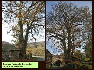 Folgoso (Lousada, Xermade)
-5,53 m de perímetro.
 