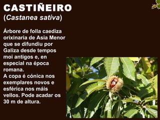 CASTIÑEIRO
(Castanea sativa)
Árbore de folla caediza
orixinaria de Asia Menor
que se difundiu por
Galiza desde tempos
moi antigos e, en
especial na época
romana.
A copa é cónica nos
exemplares novos e
esférica nos máis
vellos. Pode acadar os
30 m de altura.
 
