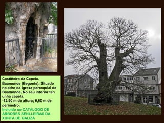 Castiñeiro da Capela.
Baamonde (Begonte). Situado
no adro da igrexa parroquial de
Baamonde. No seu interior ten
unha capela.
-12,90 m de altura; 6,60 m de
perímetro.
Incluído no CATÁLOGO DE
ÁRBORES SENLLEIRAS DA
XUNTA DE GALIZA.
 