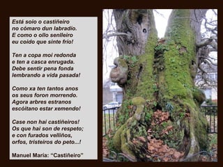Está soio o castiñeiro
no cómaro dun labradío.
E como o ollo senlleiro
eu coido que sinte frío!
Ten a copa moi redonda
e ten a casca enrugada.
Debe sentir pena fonda
lembrando a vida pasada!
Como xa ten tantos anos
os seus foron morrendo.
Agora arbres estranos
escóitano estar xemendo!
Case non hai castiñeiros!
Os que hai son de respeto;
e con furados velliños,
orfos, tristeiros do peto...!
Manuel María: “Castiñeiro”
 