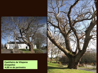 Castiñeiro de Vilapene
(Cospeito)
-4,80 m de perímetro
 