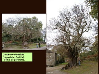 Castiñeiro de Belote
(Lagostelle, Guitiriz)
-5,40 m de perímetro.
 